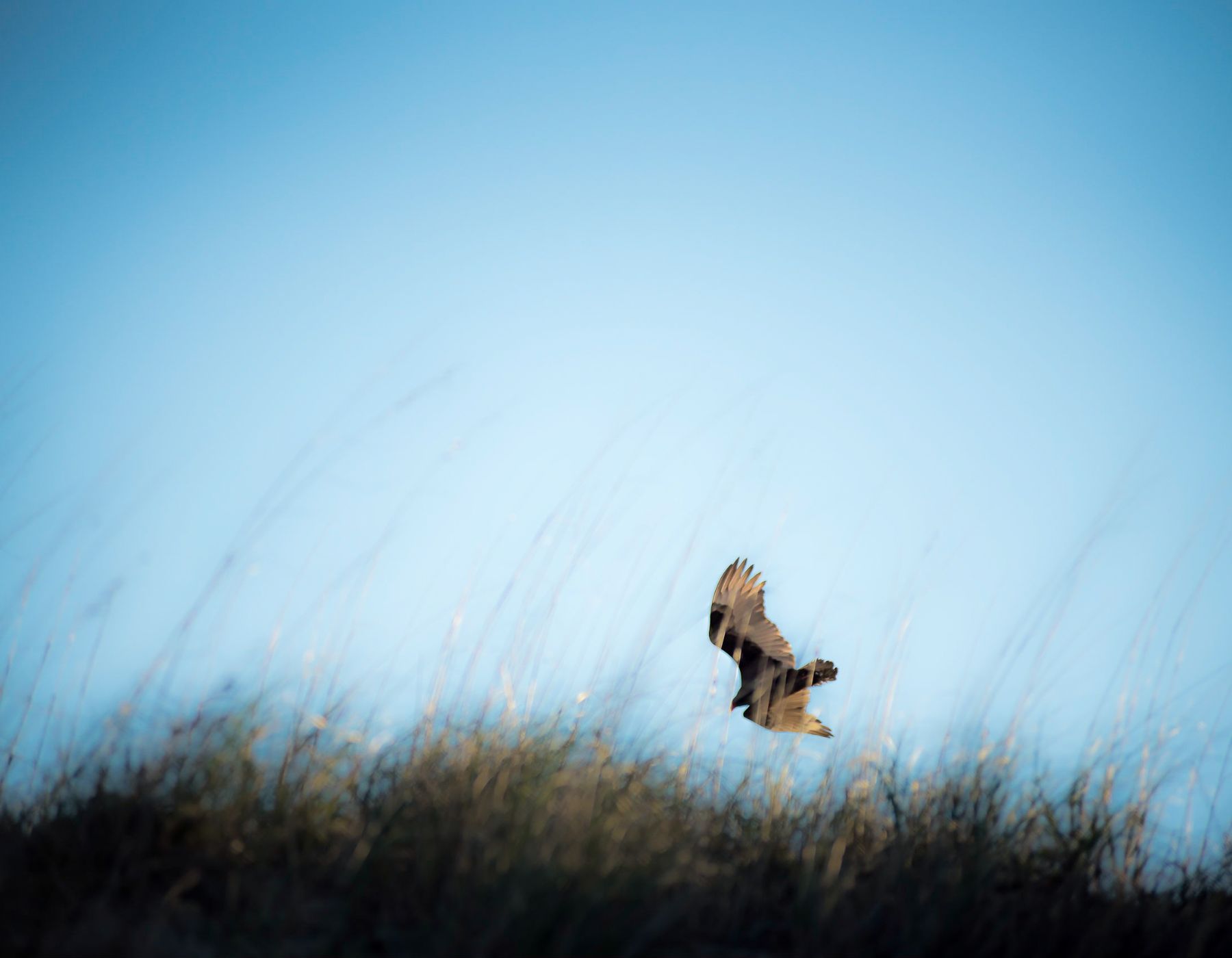 An osprey flies over the dunes and sea oats of the beaches on the Outer Banks. 